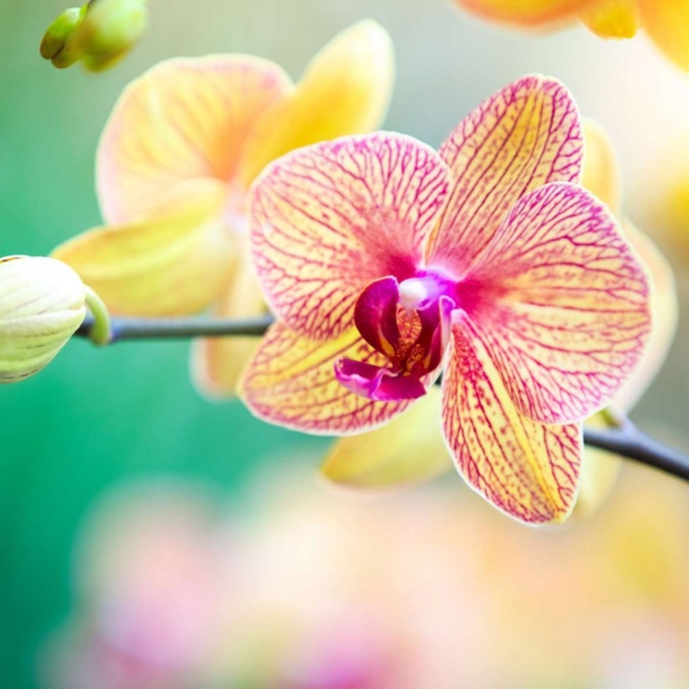 Meet your Posher, Laviza